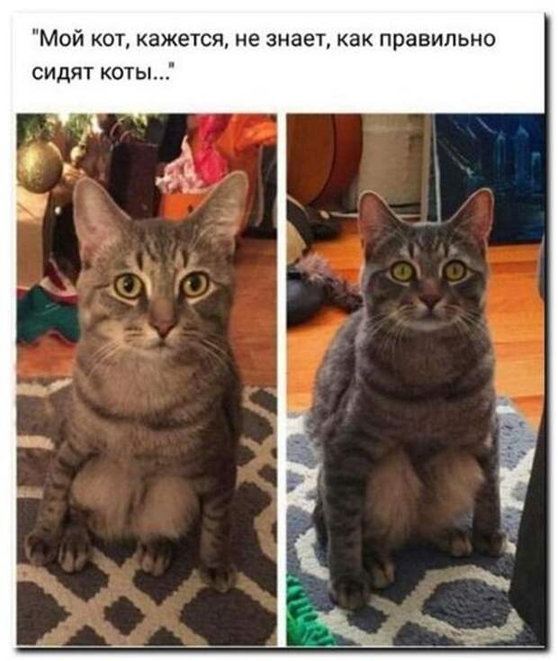 Свежие классные смешные картинки
