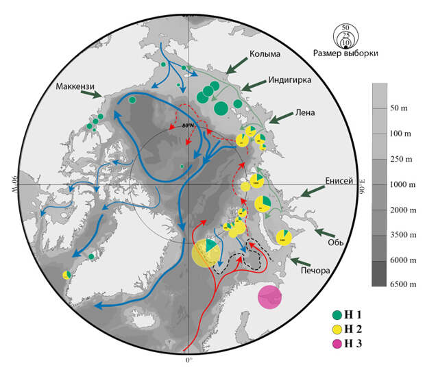 Распределение трех гаплогрупп Limacina helicina в морях Арктики