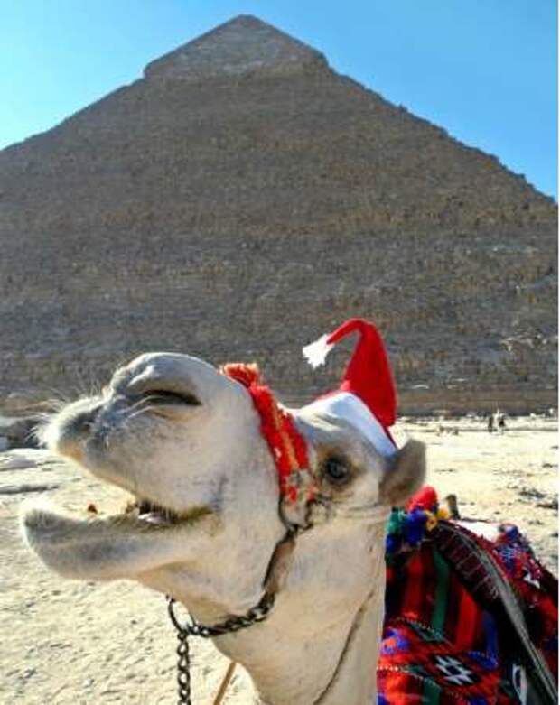 Египет сейчас. Хургада луксор экскурсия. Египет год 2014. Египет год 2014. Население каира египет.