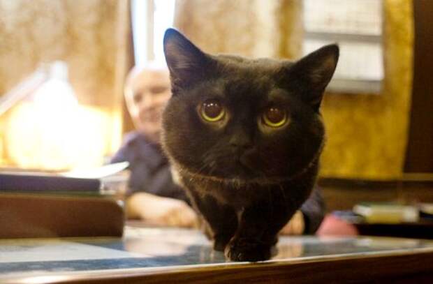 Животные на кораблях