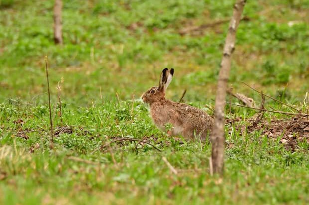В Центральном парке Тулы заяц вышел к людям и позволил сделать фото