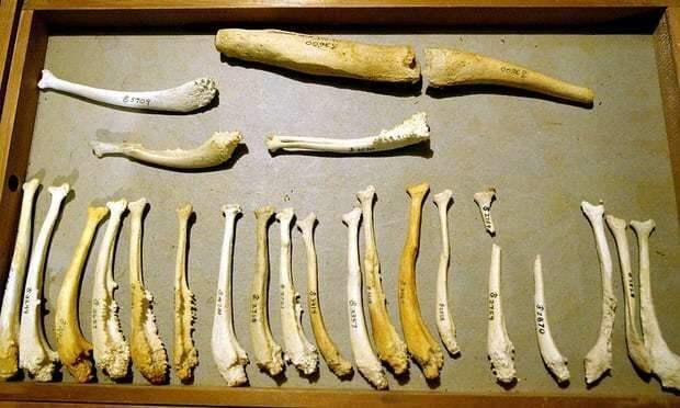 Кости пениса (бакулюмы) различных млекопитающих кости, наука, тайны