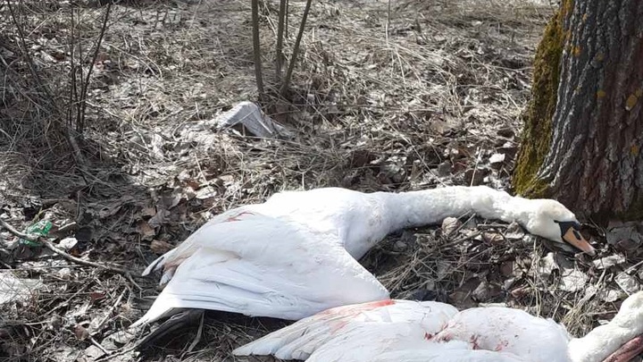 Самарские браконьеры отстреливают краснокнижных лебедей Самарские браконьеры отстреливают краснокнижных лебедей