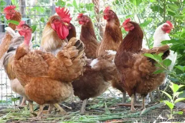 БАБЫ-ДУРЫ ИЛИ КУРЫ???