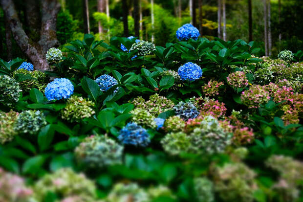 Дефицит гортензий грозит россиянам из-за мощных наводнений в Колумбии