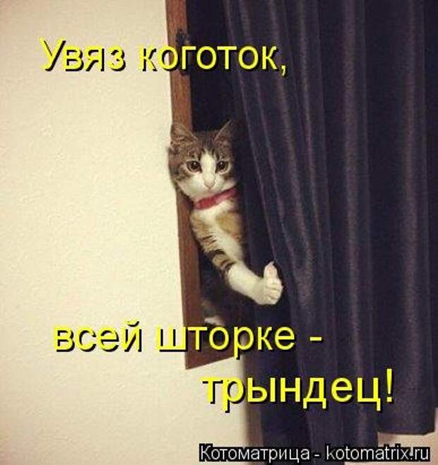 Свежая котоматрица для всех (33 фото)