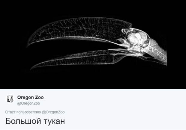Интересные рентгеновские снимки различных животных