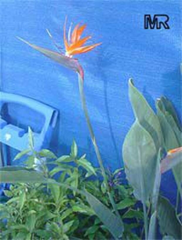 Strelitzia reginae, Strelitzia Juncea, Bird of paradise, Crane Flower, Stelitzia