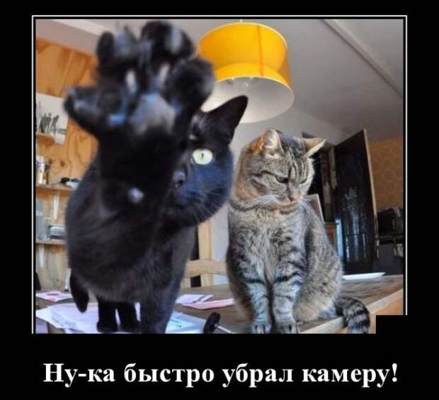 Демотиваторы (30 фото) Демотиваторы (30 фото)