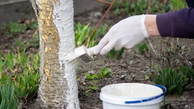 Операция «Пробуждение»: как спасти сад от невидимой угрозы, пока почки еще спят