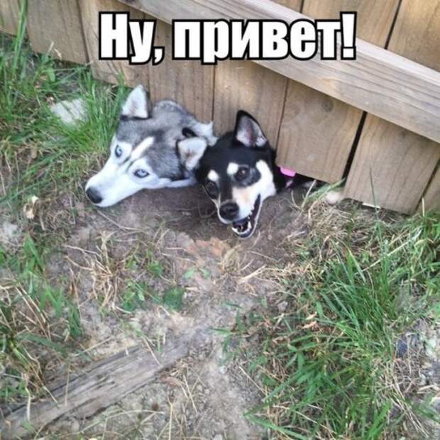 Новые прикольные фотомемы (23 шт)