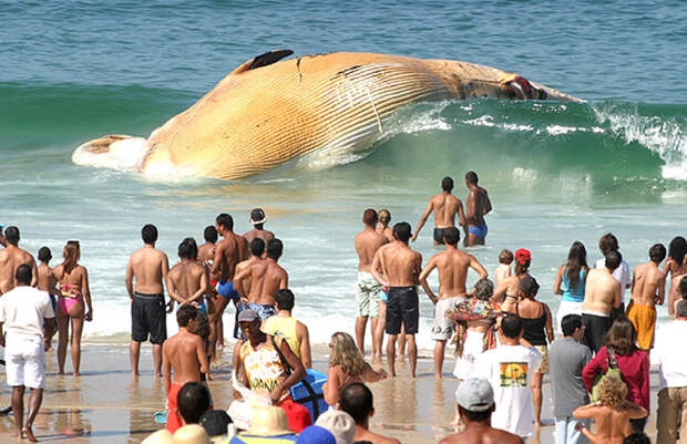 15. Нет, это не чудовище и не лодка, а бездыханное тело кита выброшенное на берег Поразительное, странное, удивительное, фото, фотошоп