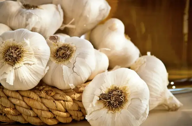 Чеснок уменьшит риск заболеть раком легких
