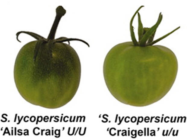 Слева — незрелый помидор сорта «Ailsa Craig» с обычным, то есть неравномерным созреванием (генотип U/U). Справа — плод родственного сорта «Craigella» с равномерным созреванием (генотип u/u)