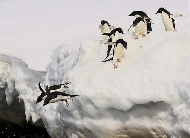 А еще вы увидите пингвинов Адели... антарктида, вопрос, ответ