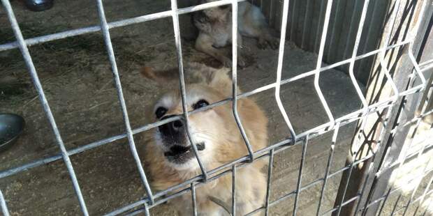 Возбудили уголовное дело в отношении приюта "Островок надежды" в Ленобласти