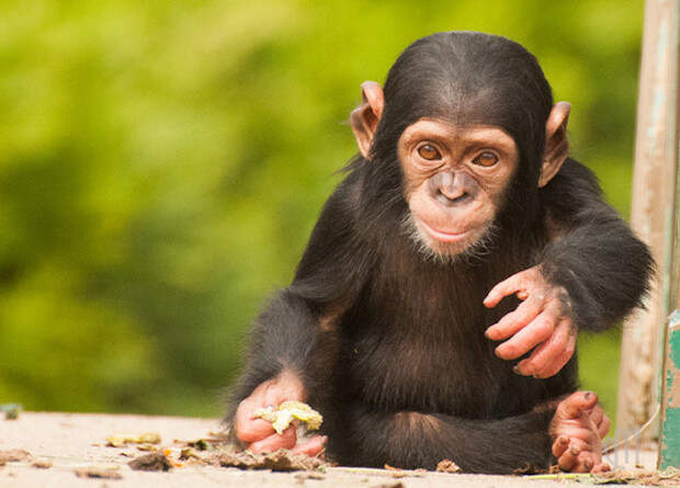 Самки шимпанзе распознали детоубийц среди самцов