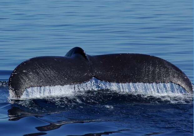 Самое огромное животное на земле - синий кит. Фото