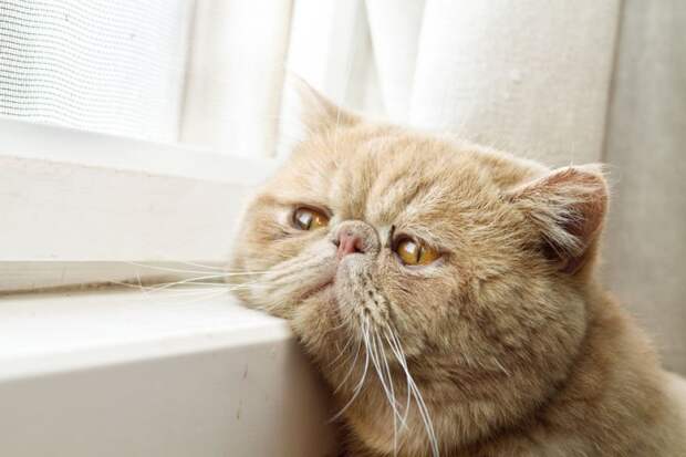 меланхоличные коты ждут хозяина у окна (3)