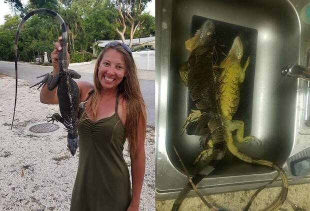 Охотница за игуанами: жительница Флориды ловит рептилий и добавляет их мясо в буррито буррито, женщина, игуана, мясо, охота, пища, сша, флорида
