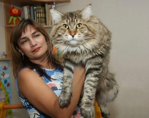 Подборка фотографий кошек породы мейн-кун, которые убедят вас, что ваша кошка просто карлик! Подборка фотографий кошек породы мейн-кун, которые убедят вас, что ваша кошка просто карлик!