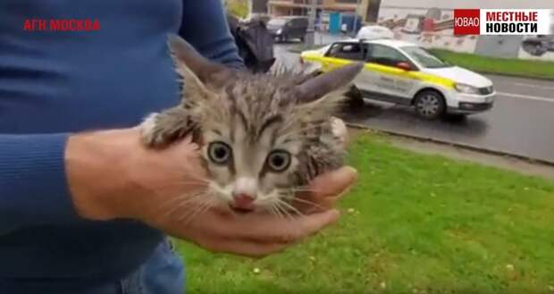 Котика забрали к себе неравнодушные люди / Фото: скрин с видео "Местные новости"