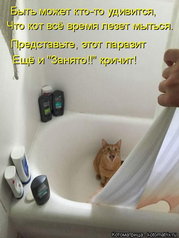 Котоматрица: Быть может кто-то удивится, Что кот всё время лезет мыться. Представьте, этот паразит Ещё и "Занято!!" кричит!