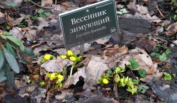 Весенники зимующие расцвели в Теневом саду «Аптекарского огорода»