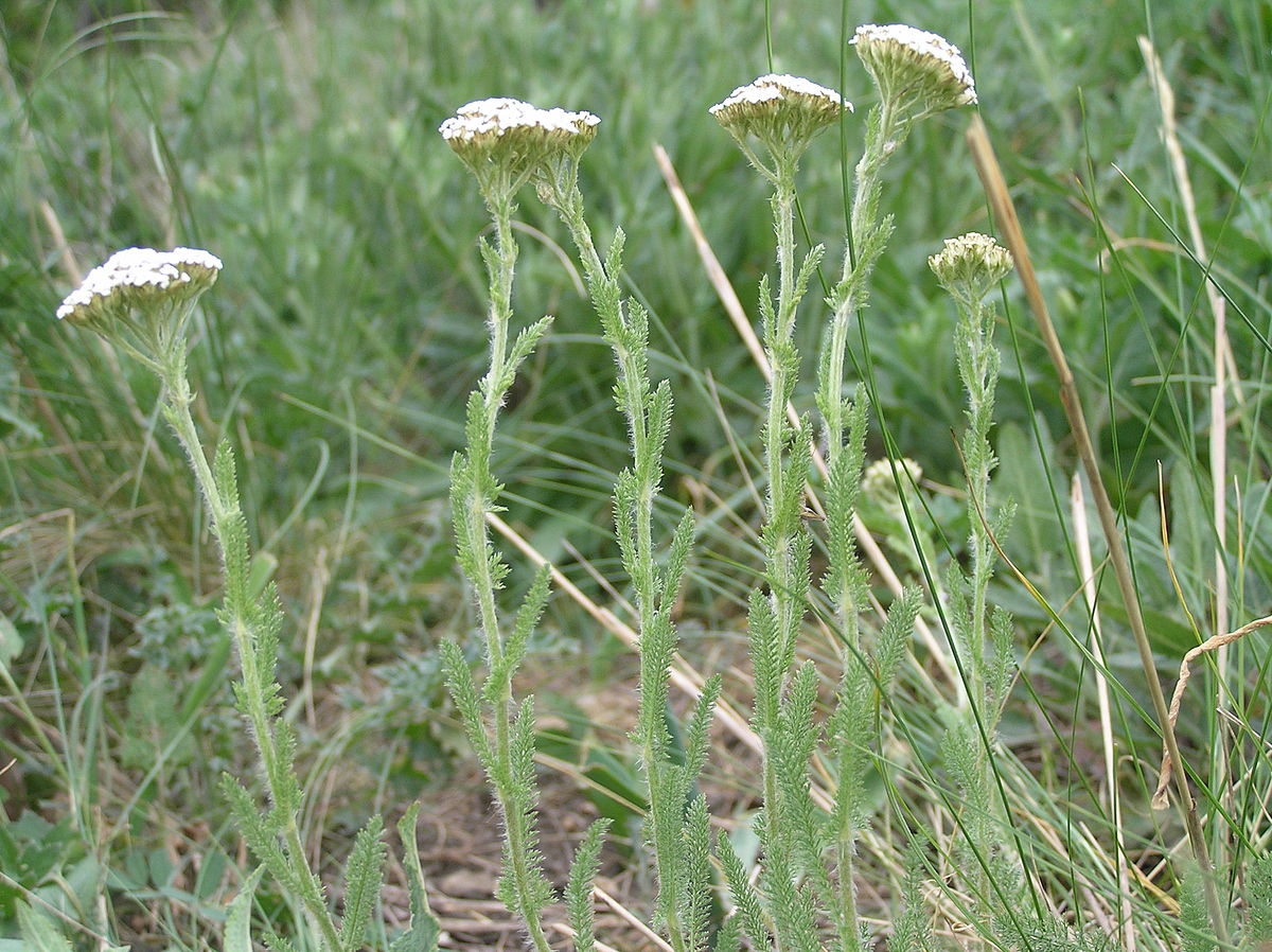 https://upload.wikimedia.org/wikipedia/commons/thumb/4/40/Achillea_setacea1.JPG/1200px-Achillea_setacea1.JPG