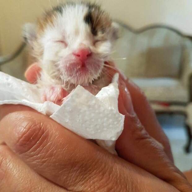 Крохотный котенок в руках Котенок в салфетке