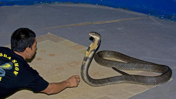 Кобра заползла туристу в штаны и укусила его во время шоу заклинателя змей