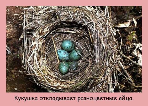 Интересные факты в картинках (20 фото) Интересные факты в картинках (20 фото)