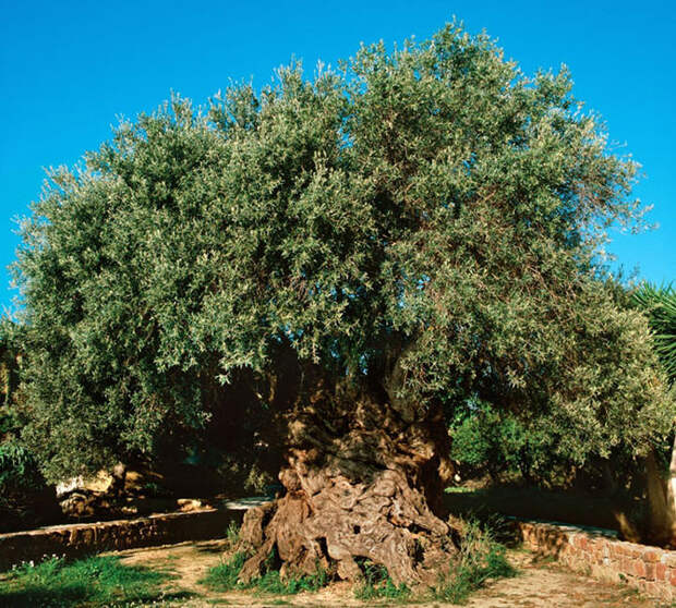 Оливковое дерево деревья, история, факты