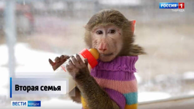 В крымском зоопарке ухаживают за обезьянками, от которых отказались родители