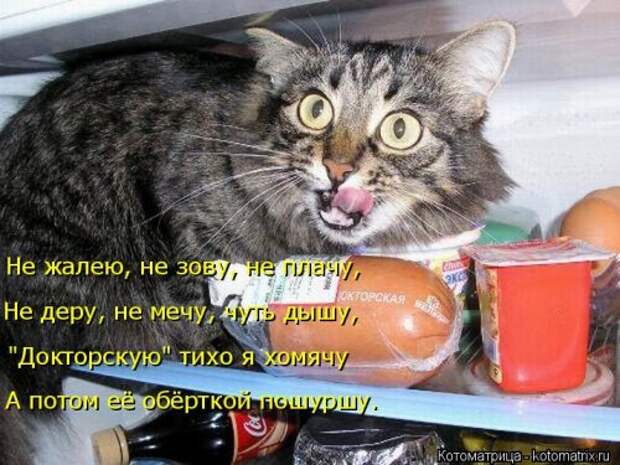 Лучшая котоматрица недели (38 фото)