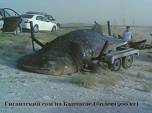 Опасные падальщики история, рыба, рыбалка, факты, фото