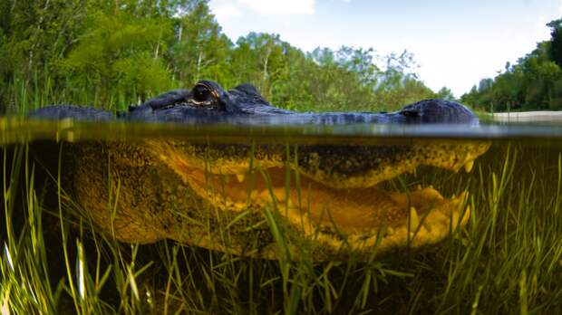 Florida alligator in The Everglades
