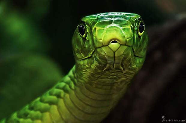 Портреты животных