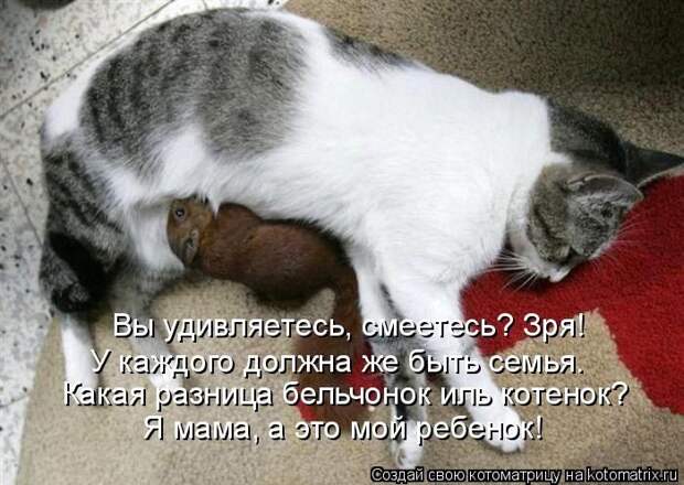 Лучшие котоматрицы недели (50 фото)