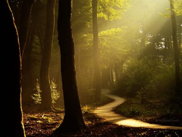 Осенние фотопейзажи Неллеке Питерс (Nelleke Pieters)