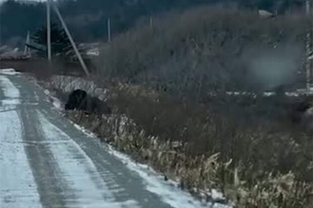 Медведь прогулялся по российскому острову и попал на видео