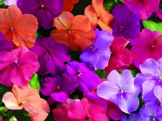 10 наиболее подходящих растений для выращивания в подвесных горшках plants01 10 наиболее подходящих растений для выращивания в подвесных горшках