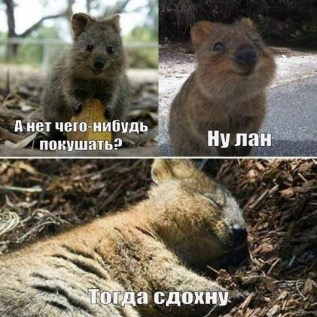 Фото-приколы и картинки (62 шт)