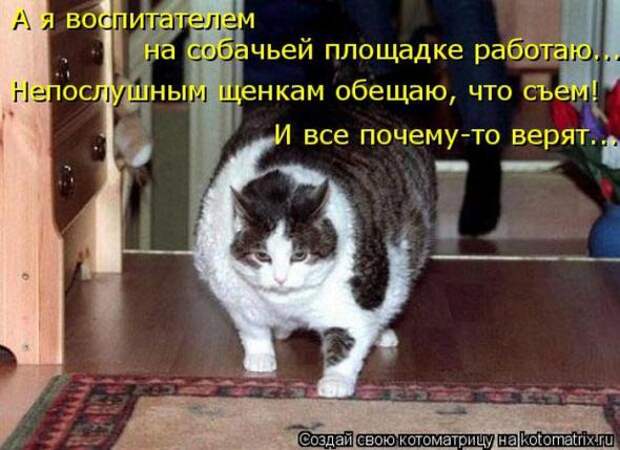 Котоматрицы(картинки с подписями)