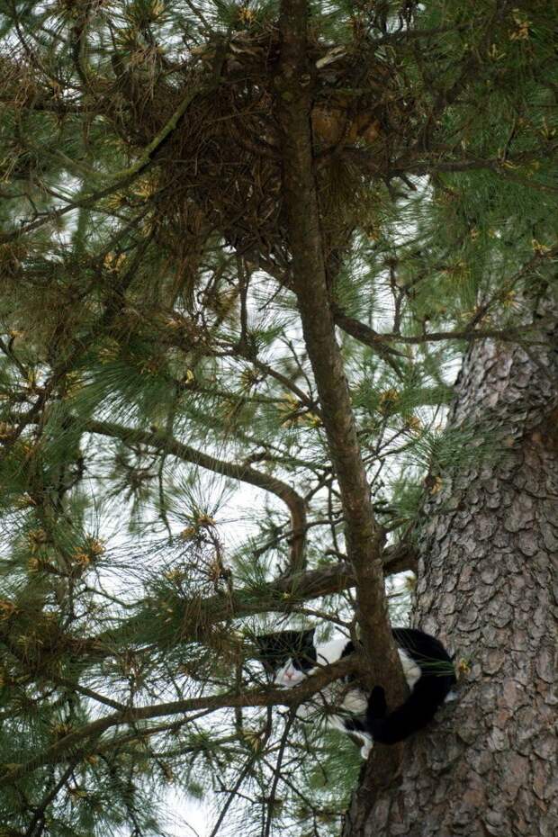 Американский пенсионер резво лазает по деревьям, бесплатно спасая котов кошки, пенсионер, спасение