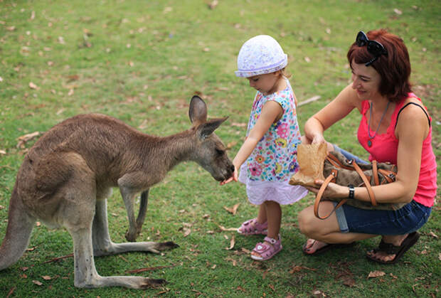 Кенгуру в парке Loan Pine Koala Sanctuary