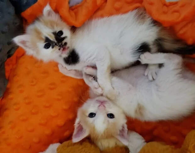 Без кота и жизнь не та