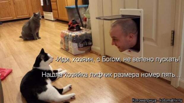 Свежая котоматрица для всех (33 фото)