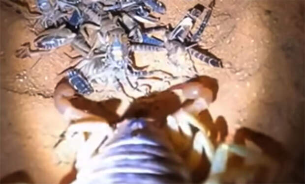 Фото: 9gag/скриншот