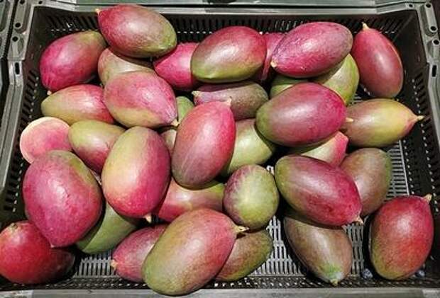 Стал известен новый и вполне реальный способ заразиться индийским вирусом Нипах